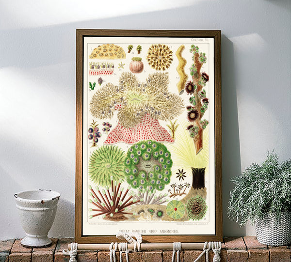 Vintage Illustration Wall Art - Great Barrier Reef Anemones, Plate III
